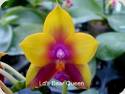 P. Miro Green Dream Miro x Lds Bear Queen Miro 32